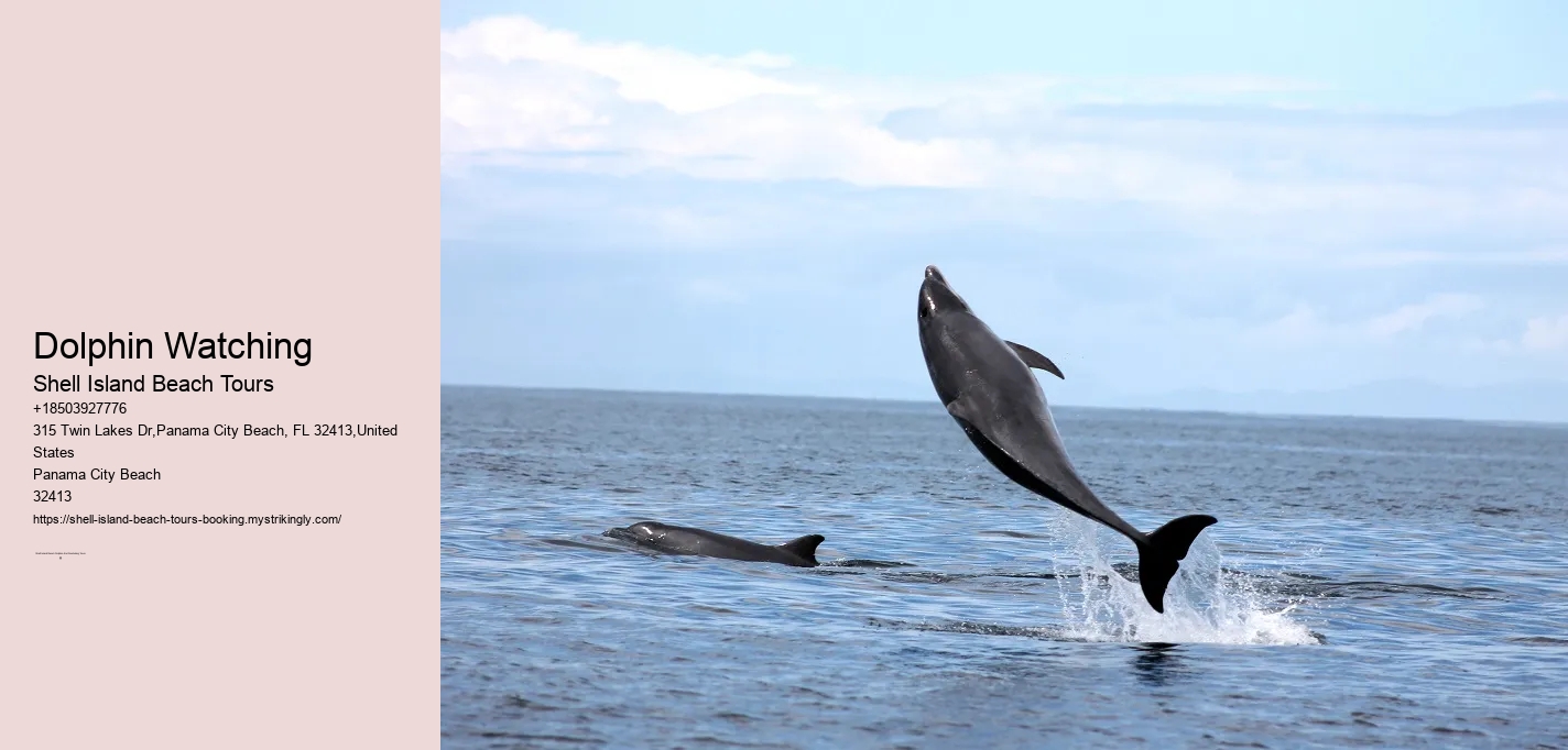 Dolphin Watching Shell Island Beach Tours Dolphin Watching