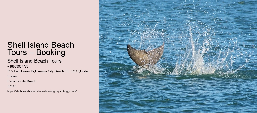Shell Island Beach Tours – Booking Shell Island Beach Tours Shell Island Beach Tours – Booking