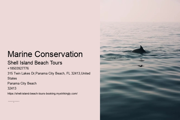 Dolphin Tours