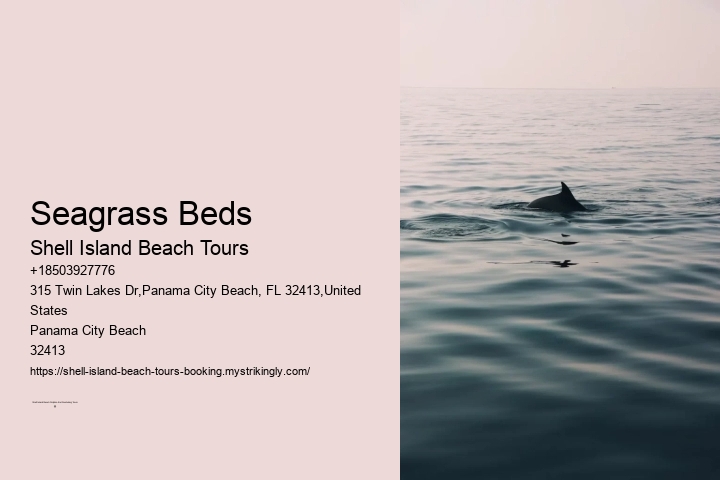 Seagrass Beds Shell Island Beach Tours Seagrass Beds